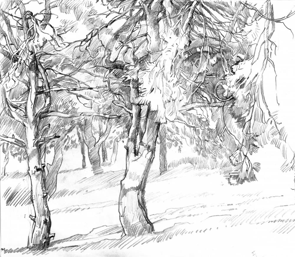 Shaded Forest Path Drawing by Andrii Kutsachenko — canvas wall art