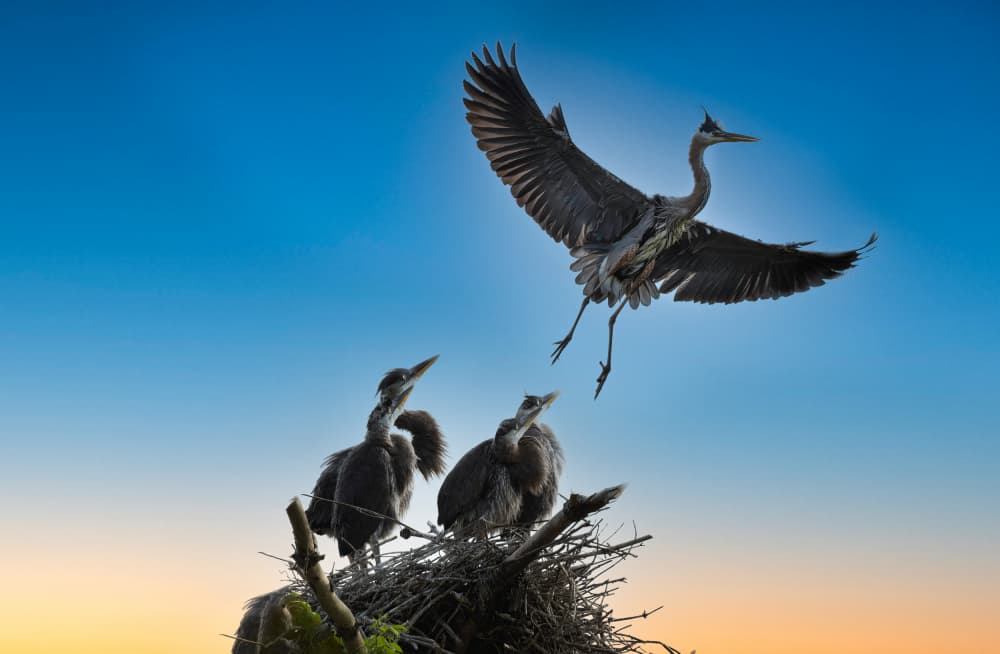 Heron Family Sunset Sky by Ken Liang — canvas wall art