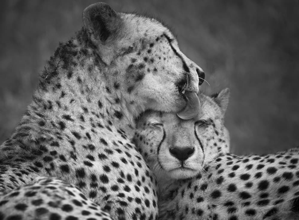 Cheetahs Loving Bond by Roelof de Hoog — canvas wall art