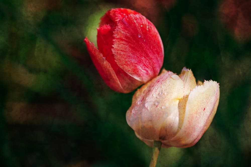 Dewy Spring Tulips by Xiang yang Cui — canvas wall art