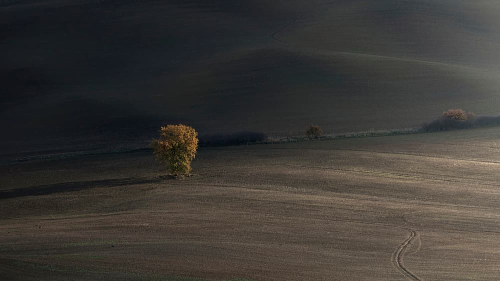 Solitary Golden Autumn Tree by Claudio Moretti — canvas wall art