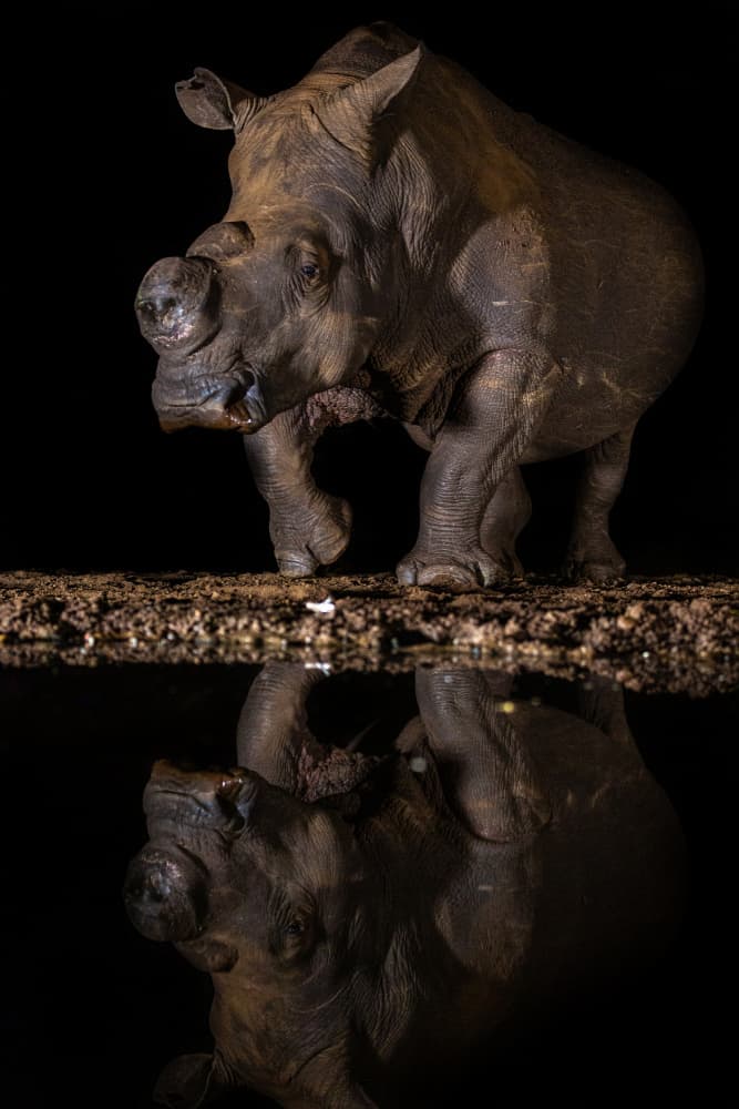 Night Rhino Reflection by Jaco Marx — canvas wall art