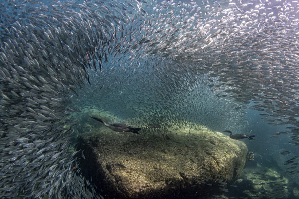 Underwater Sardine Run by Andrea Izzotti — canvas wall art