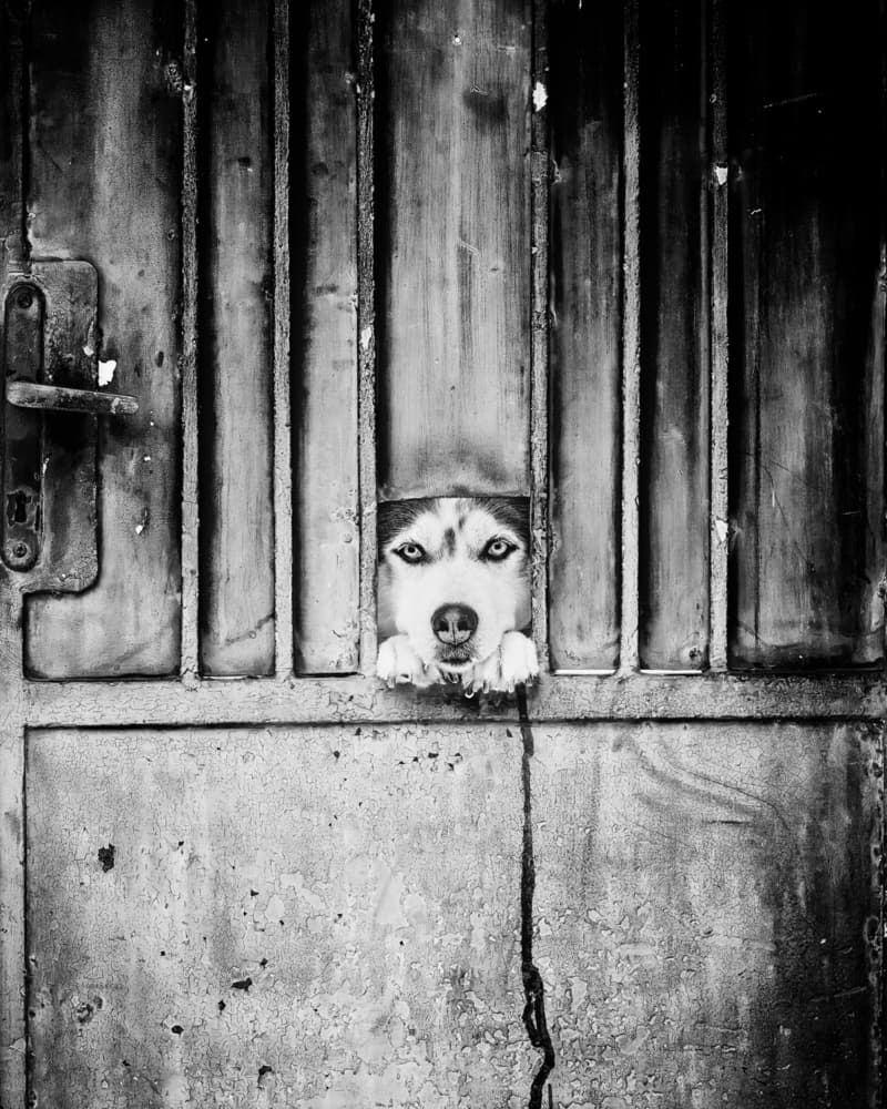 Watchful Dog Through Bars by Stefan Kamenov — canvas wall art