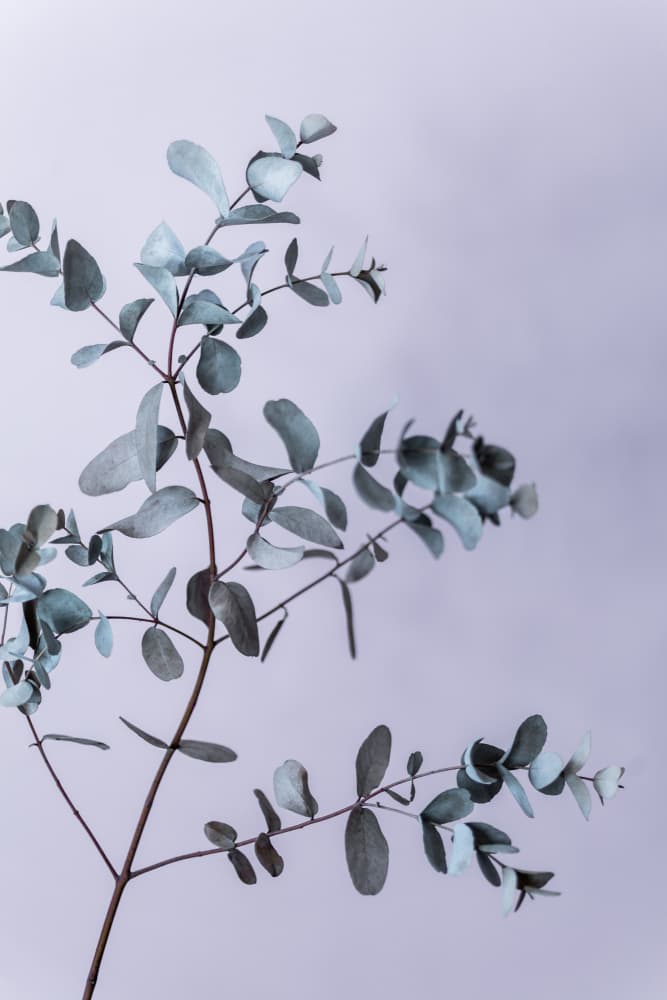 Eucalyptus 13 by Mareike Böhmer — canvas wall art
