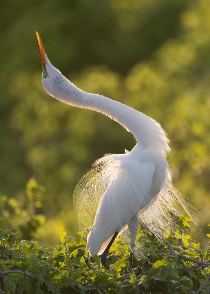 Egret's Golden Glow by Sheila Xu — canvas wall art