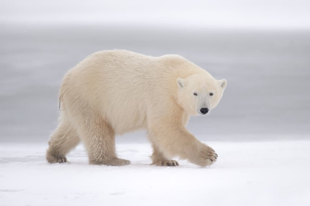 Walking Arctic Bear by Marco Pozzi — canvas wall art