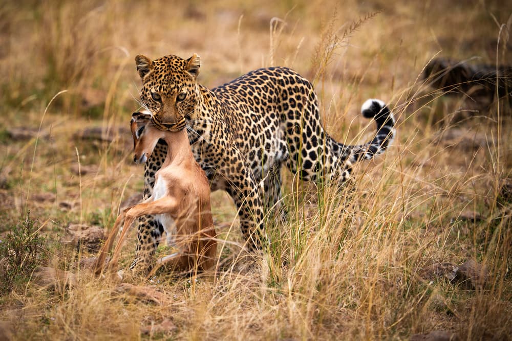 Leopard With Impala Kill by Mohammed Alnaser — canvas wall art