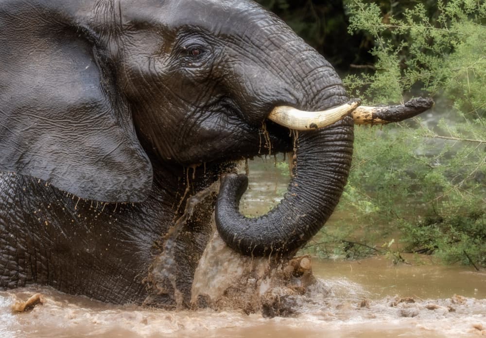 African Elephant Splashing by Charlaine Gerber — canvas wall art