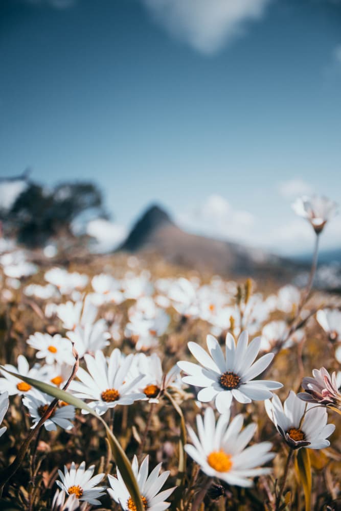 Peaceful Mountain Daisies by Kauthar Isaacs — canvas wall art