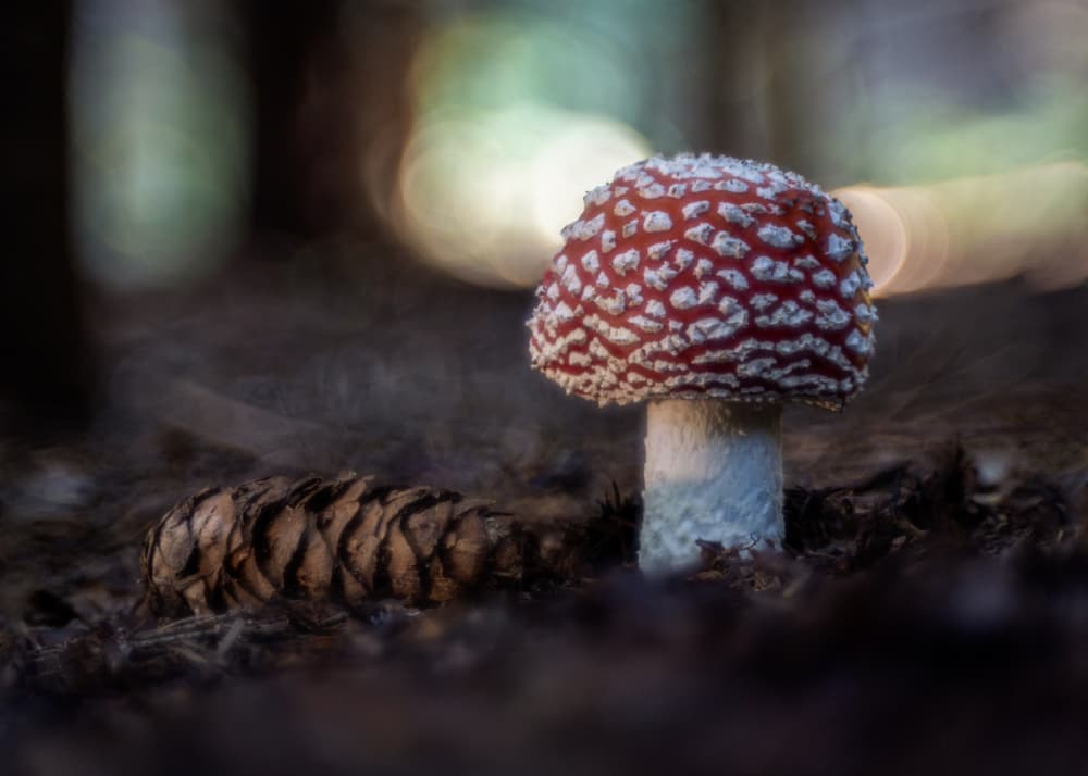 Enchanted Woodland Mushroom by Sergio Barboni — canvas wall art