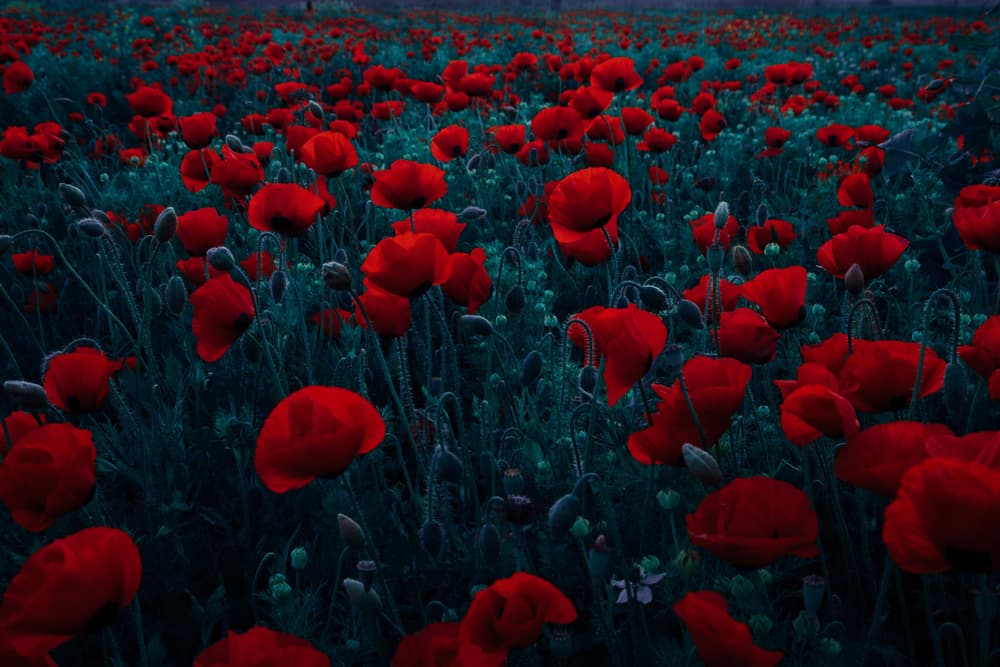 Moody Poppy Field by Farid Kazamil — canvas wall art