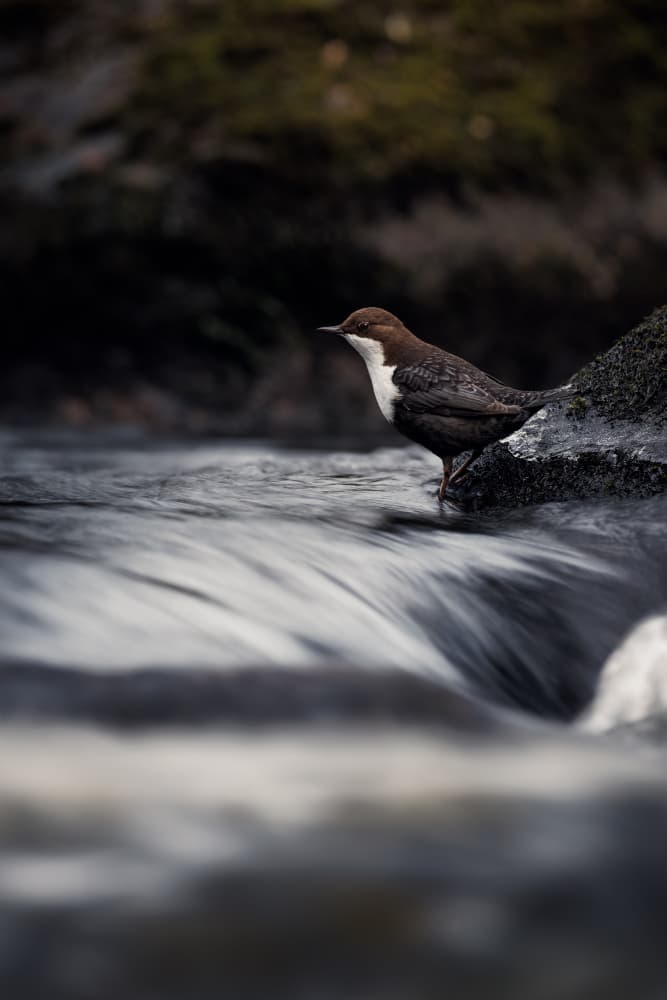 Moody River Bird by Magnus Renmyr — canvas wall art