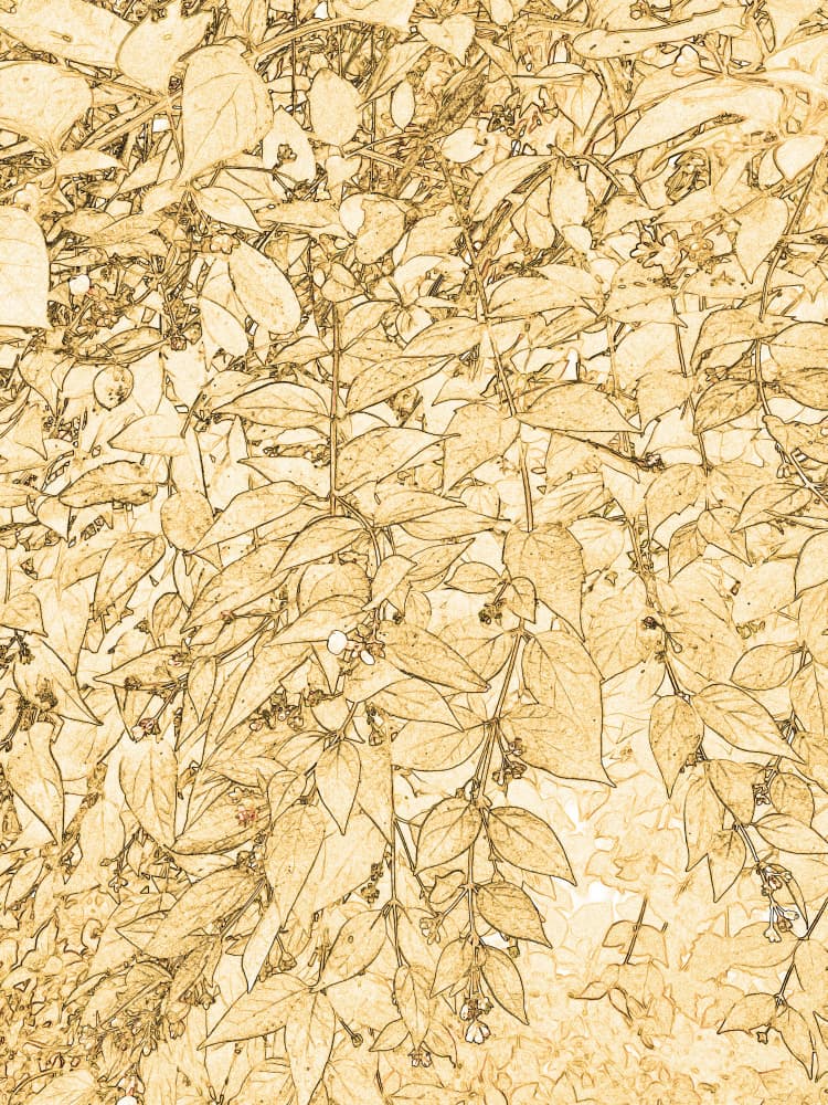 Golden Leaves Sketch by Santhosh ch — canvas wall art