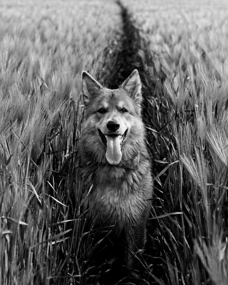 Happy Dog Field Path by Russell Jones-Davies — canvas wall art