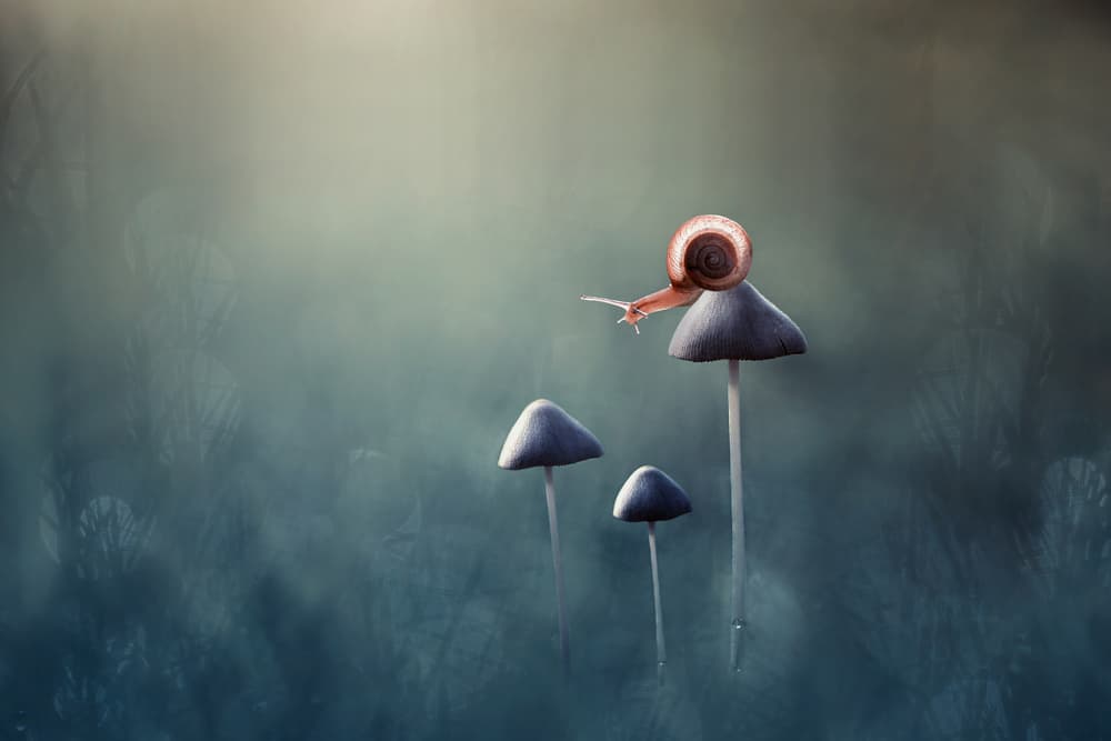 Tiny Snail On Mushroom by Edy Pamungkas — canvas wall art