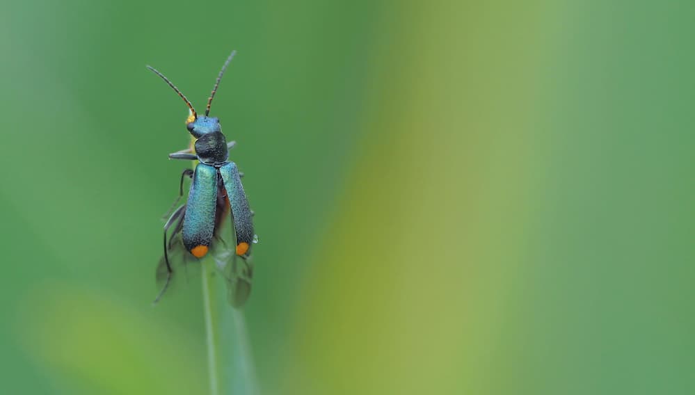 Green Beetle Taking Flight by Thierry Dufour — canvas wall art