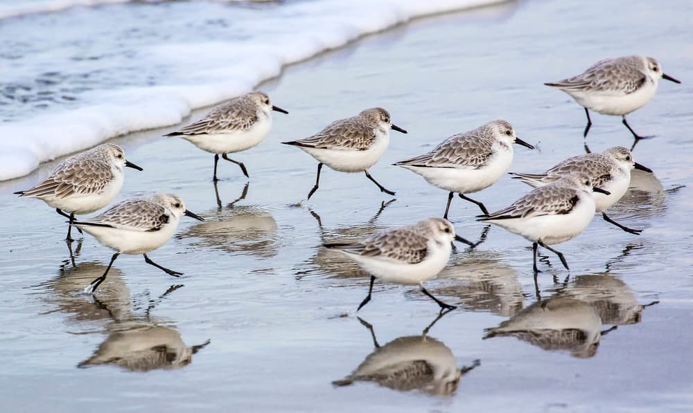 Wading Beach Birds by Michel Romaggi — canvas wall art
