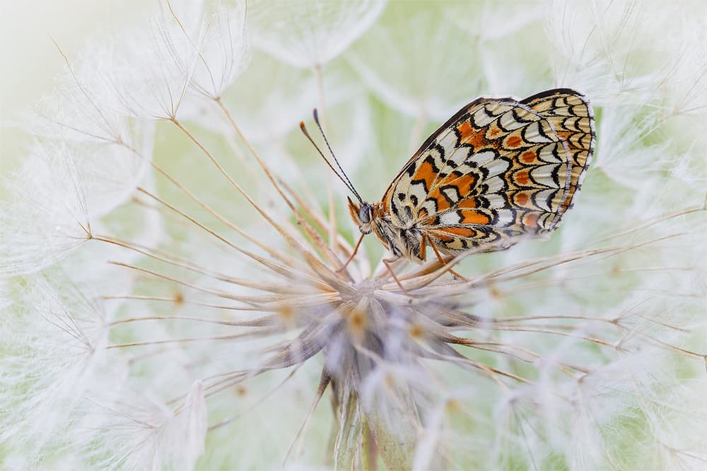 Delicate Dandelion Butterfly by Roberto Marini — canvas wall art