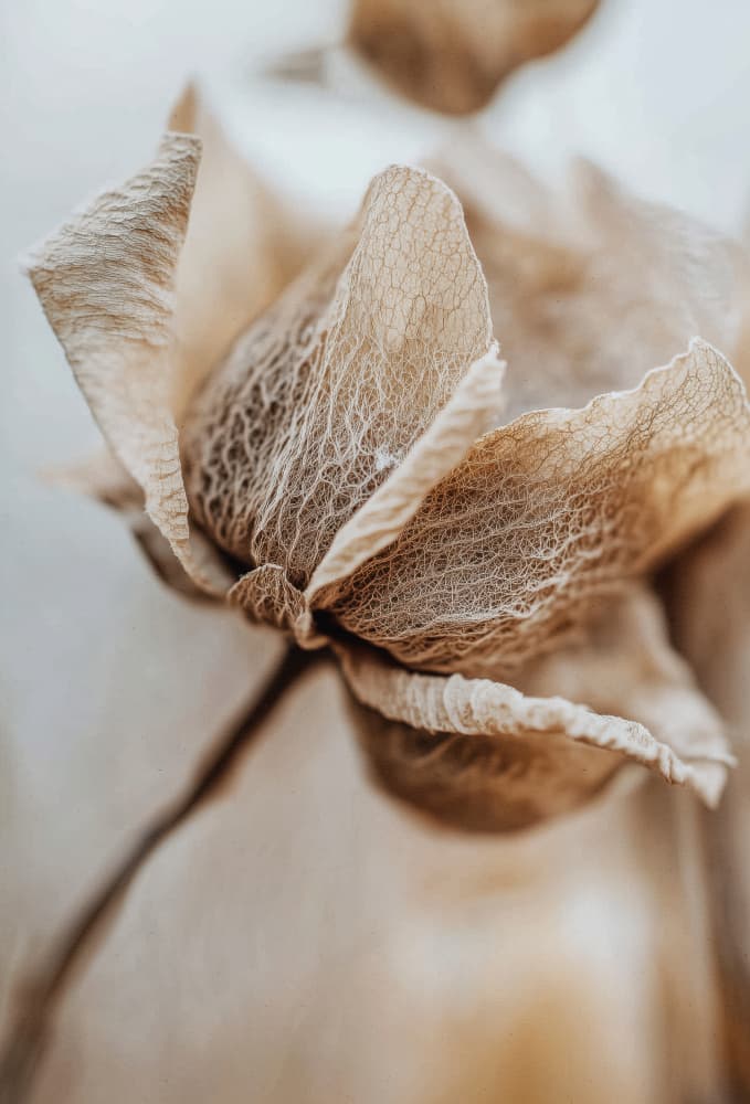 Delicate Veins by Treechild — canvas wall art