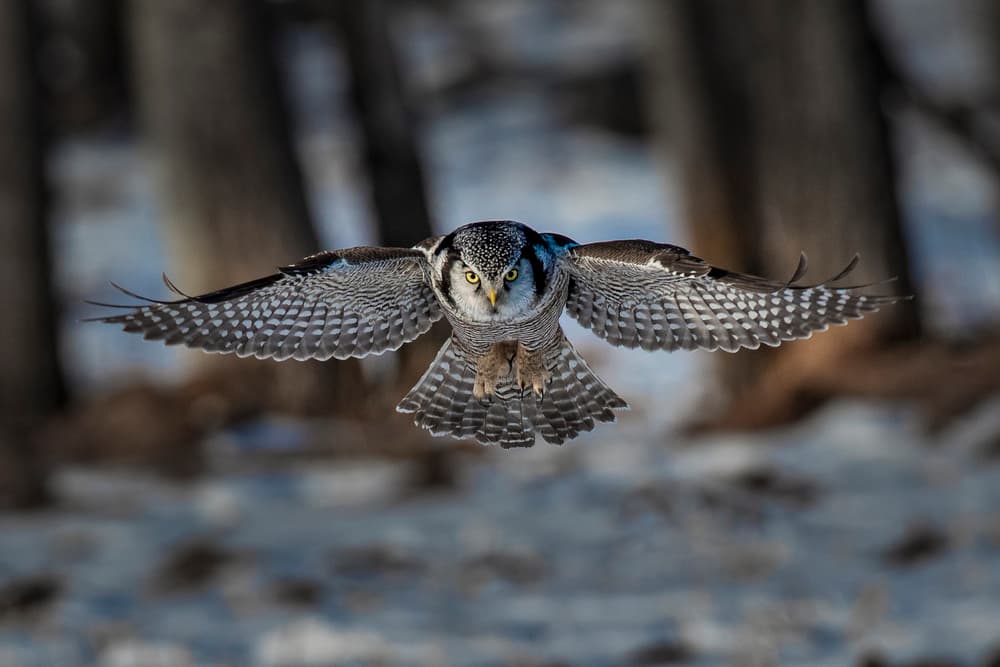 Northern Hawk Owl Flight by Peter Stahl — canvas wall art