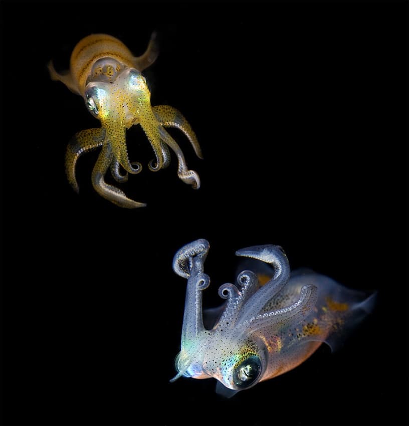 Shimmering Baby Squids by Andrey Narchuk — canvas wall art