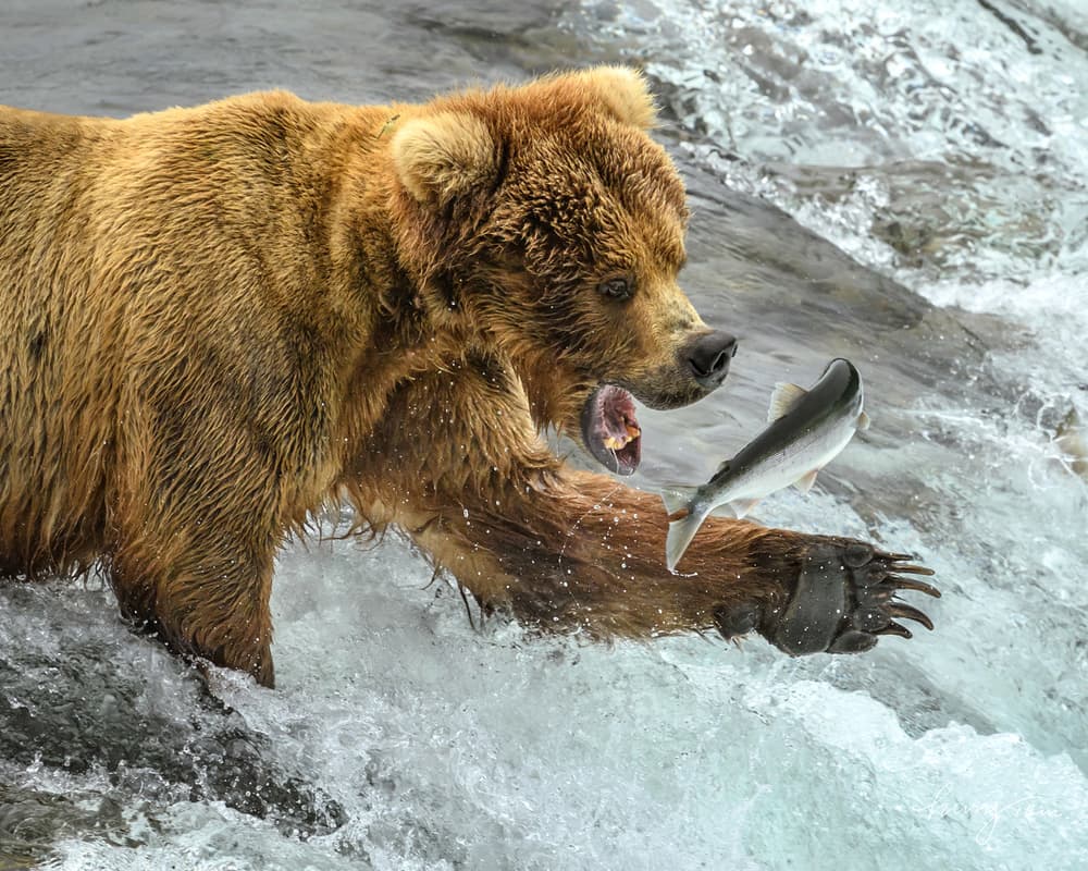 Grizzly Bear Fishing by Hung Tsui — canvas wall art