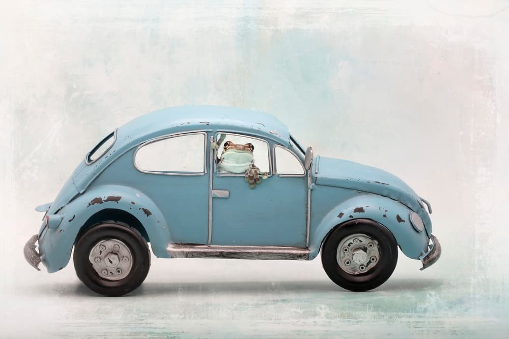 Frog Driving Blue Car by Linda D Lester — canvas wall art
