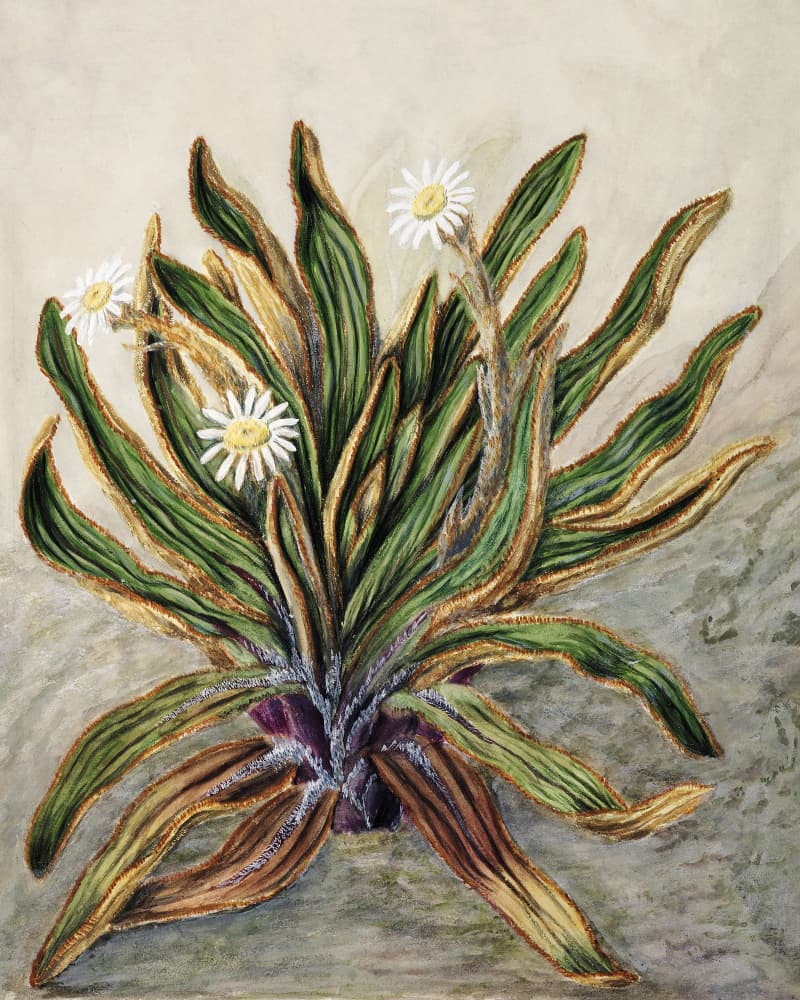 Mountain Daisy Drawn By Sarah Featon (1848–1927) by Sarah Featon — canvas wall art