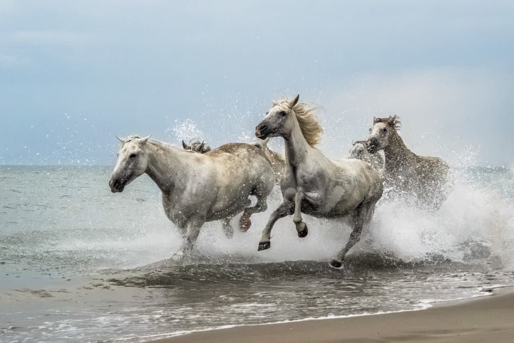 Wild Horses Running by Joško Šimic — canvas wall art