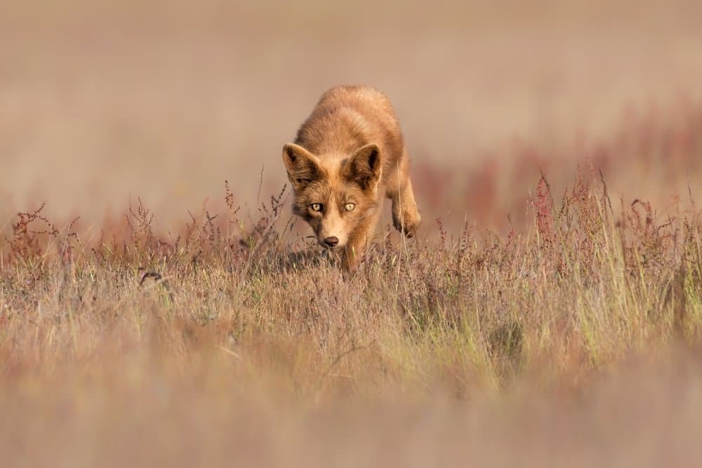 Stalking Red Fox by Jun Zuo — canvas wall art