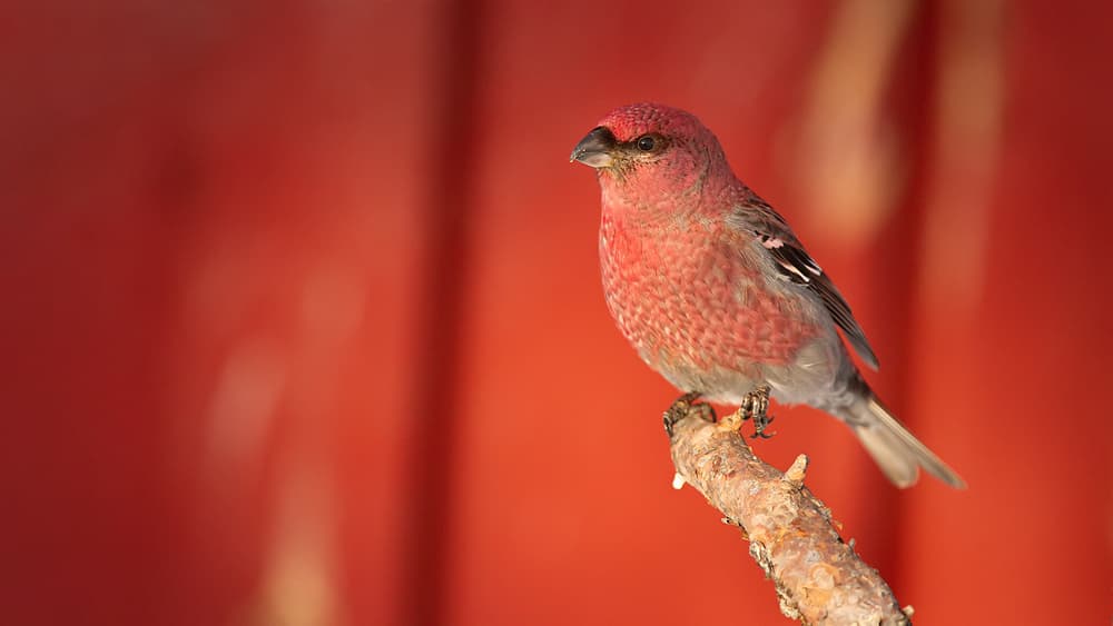 Pink Grosbeak Perched by Joan Gil Raga — canvas wall art