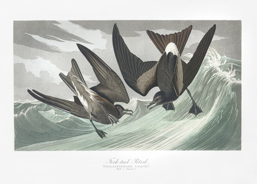 Fork Tailed Petrel From Birds of America (1827) by John James Audubon — canvas wall art