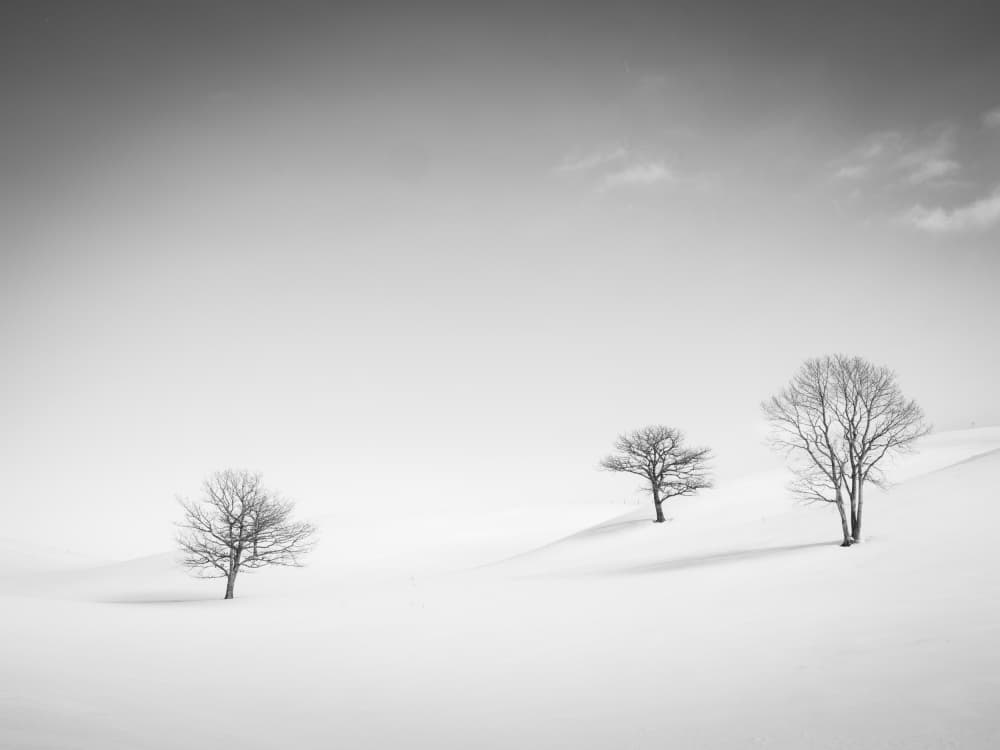 Three Winter Trees by Robert Bolton — canvas wall art