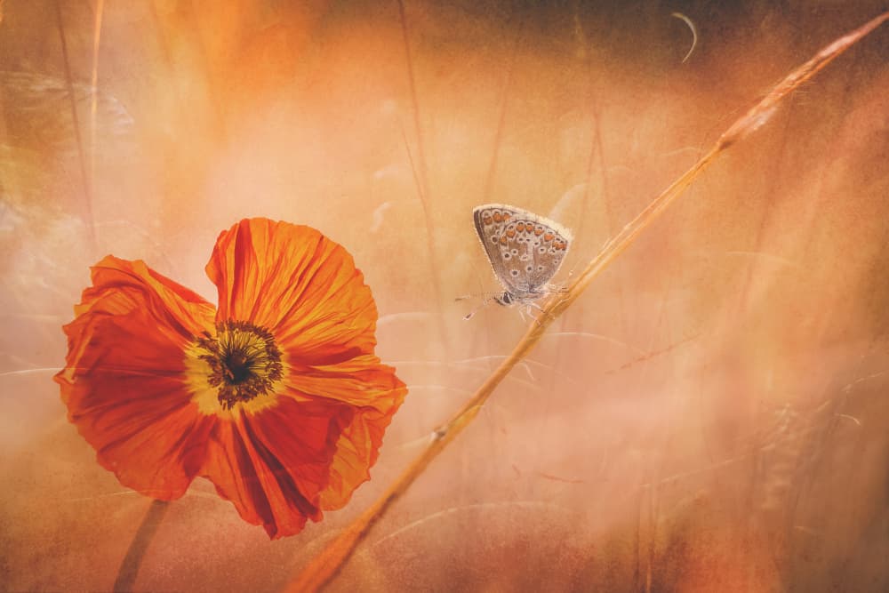 Golden Hour Poppy Butterfly