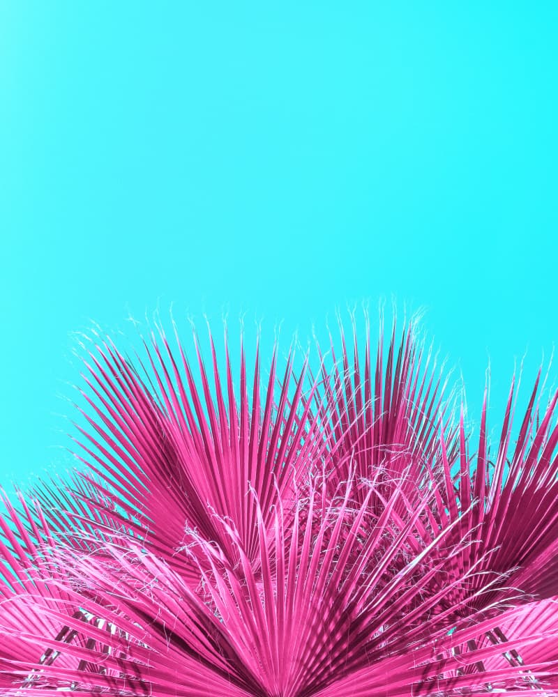 Electric Pink Palm Fronds by Tom Windeknecht — canvas wall art