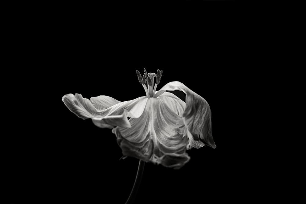 Elegant Dying Tulip by Lotte Grønkjær — canvas wall art