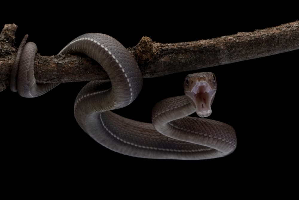 Fierce Snake on Branch by Kurit Afsheen — canvas wall art