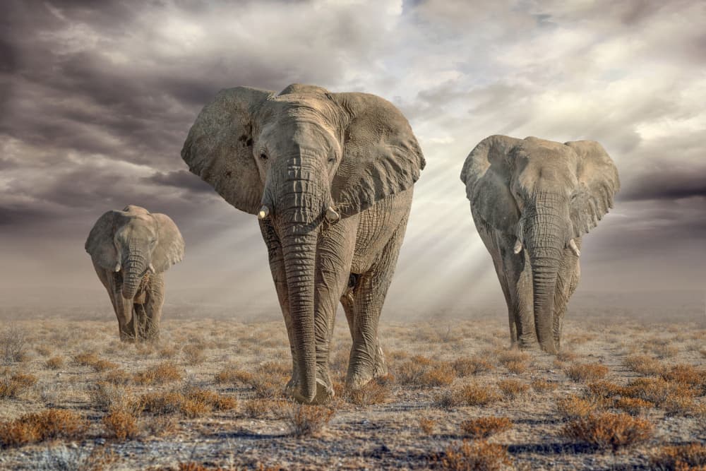 Elephants Under Dramatic Sky by Marcel Egger — canvas wall art