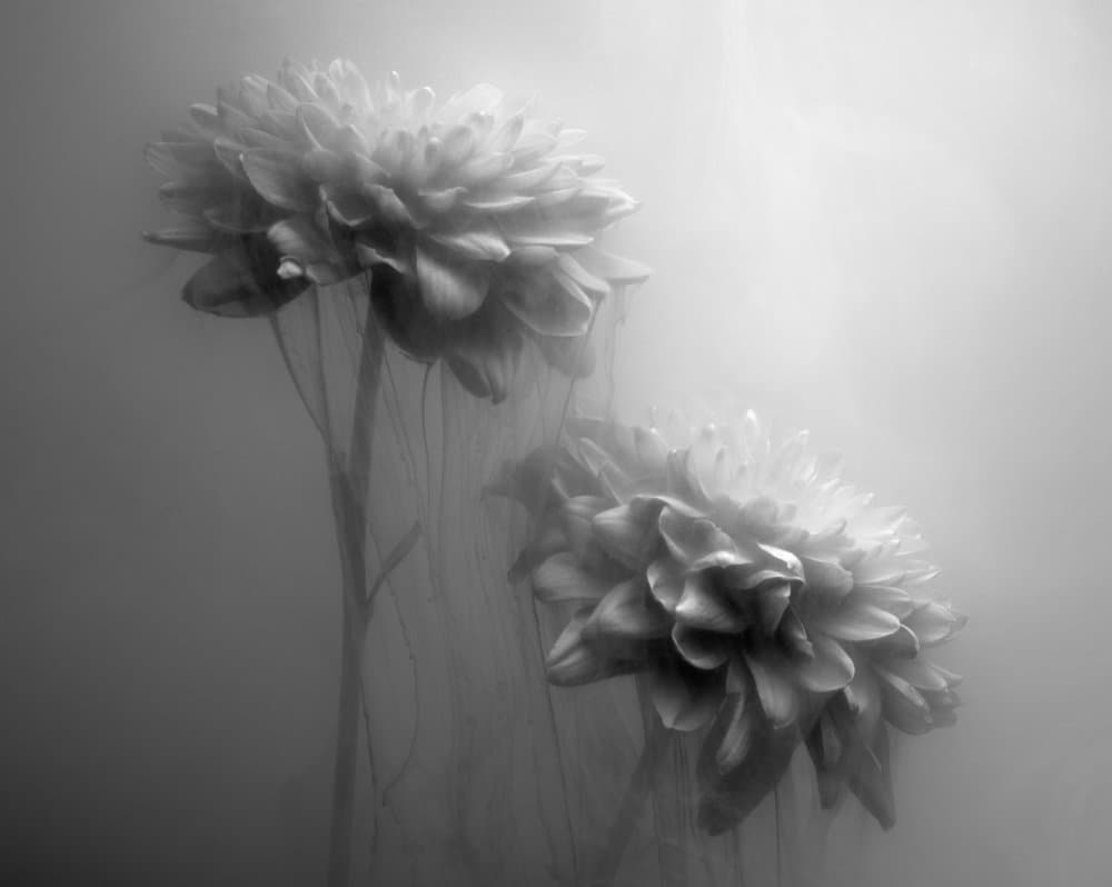 Floating Soft Dahlias by Gary Perlow — canvas wall art