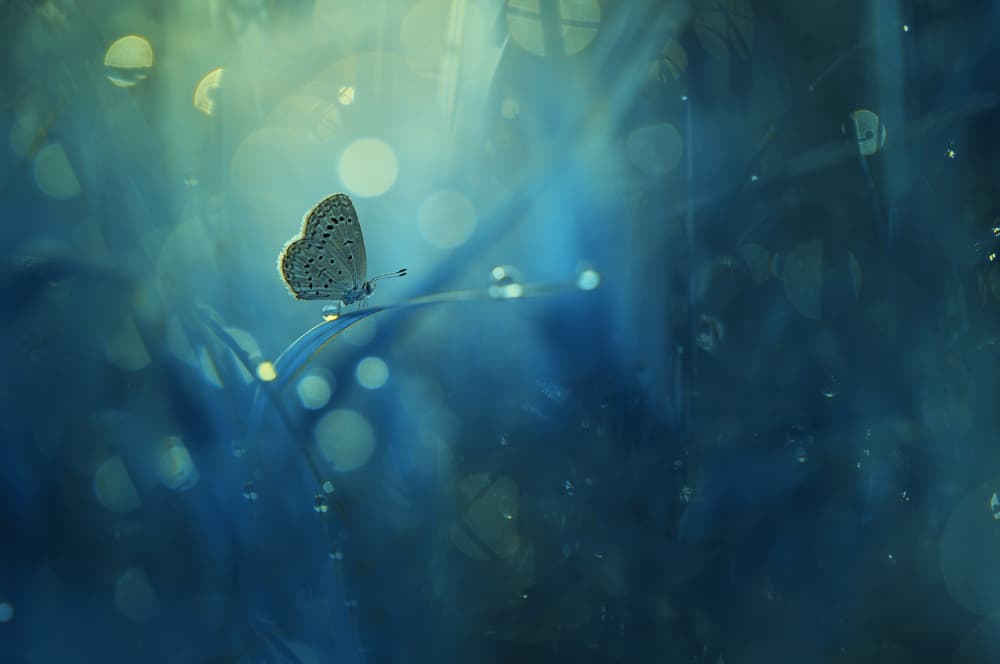 Serene Blue Butterfly by Edy Pamungkas — canvas wall art