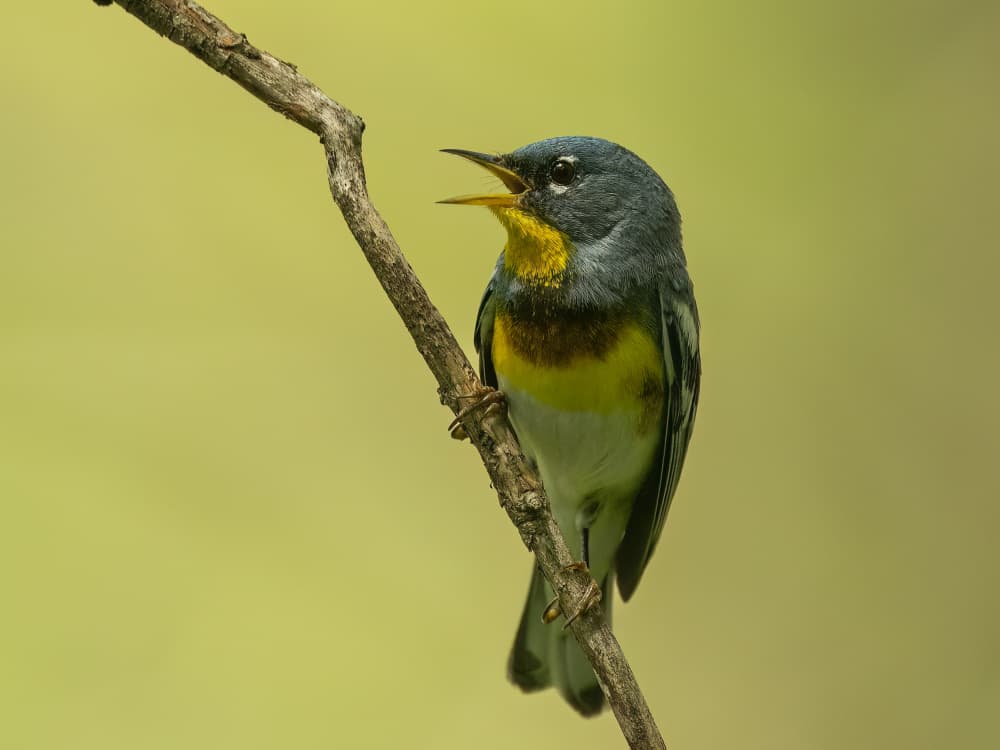 Singing Yellow Warbler by Robert Zhang — canvas wall art