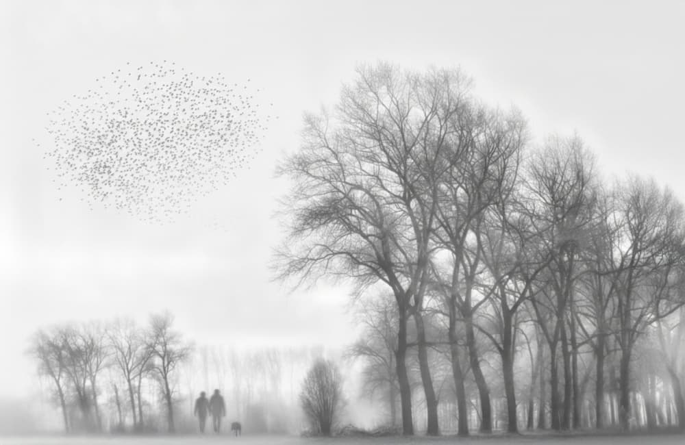 Misty Winter Murmuration by Yvette Depaepe — canvas wall art