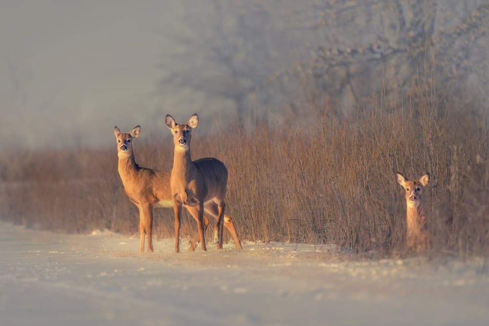 Three Deer Winter Morning