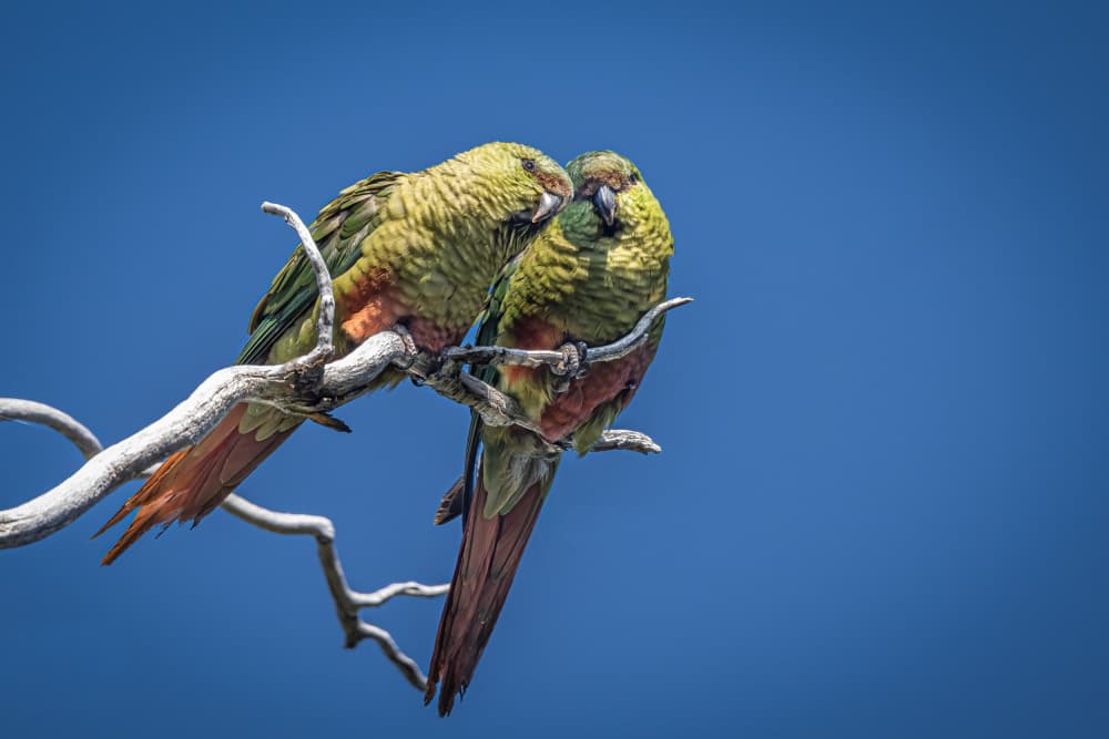 Tropical Parrot Companions by Jeffrey C. Sink — canvas wall art