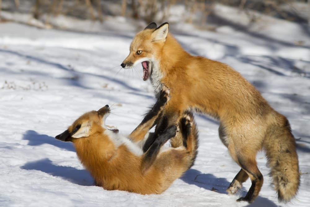 Red Fox Winter Play by Mircea Costina — canvas wall art