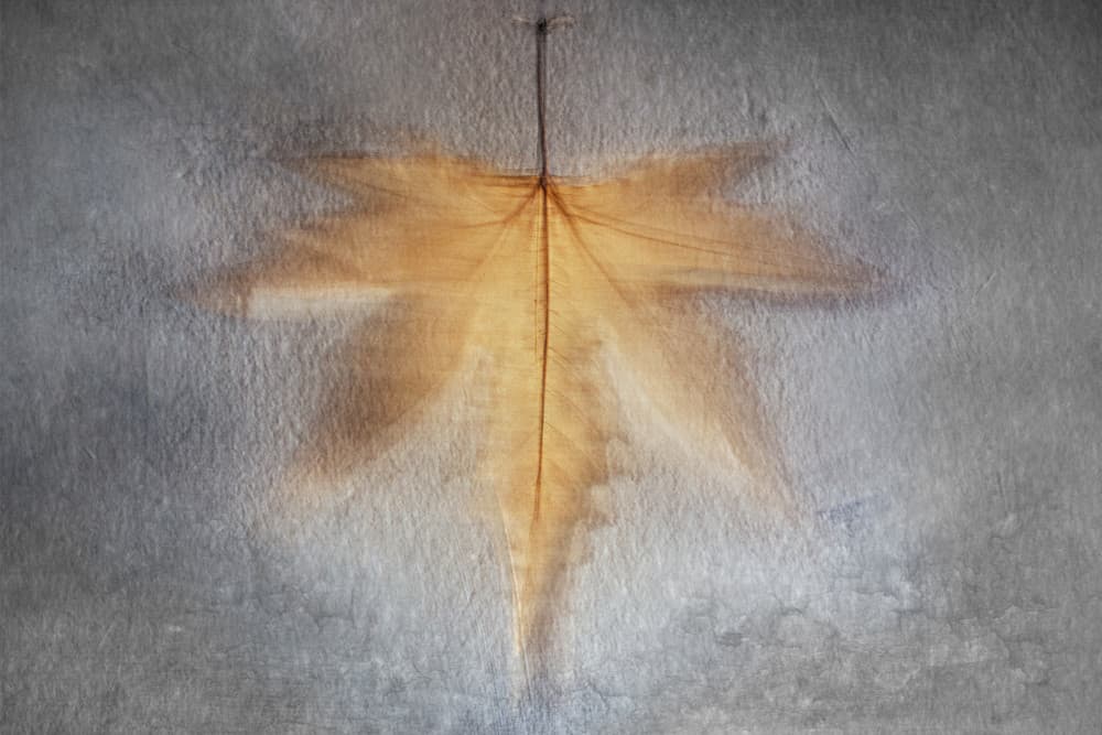 Glowing Autumn Leaf by Cicek Kiral — canvas wall art
