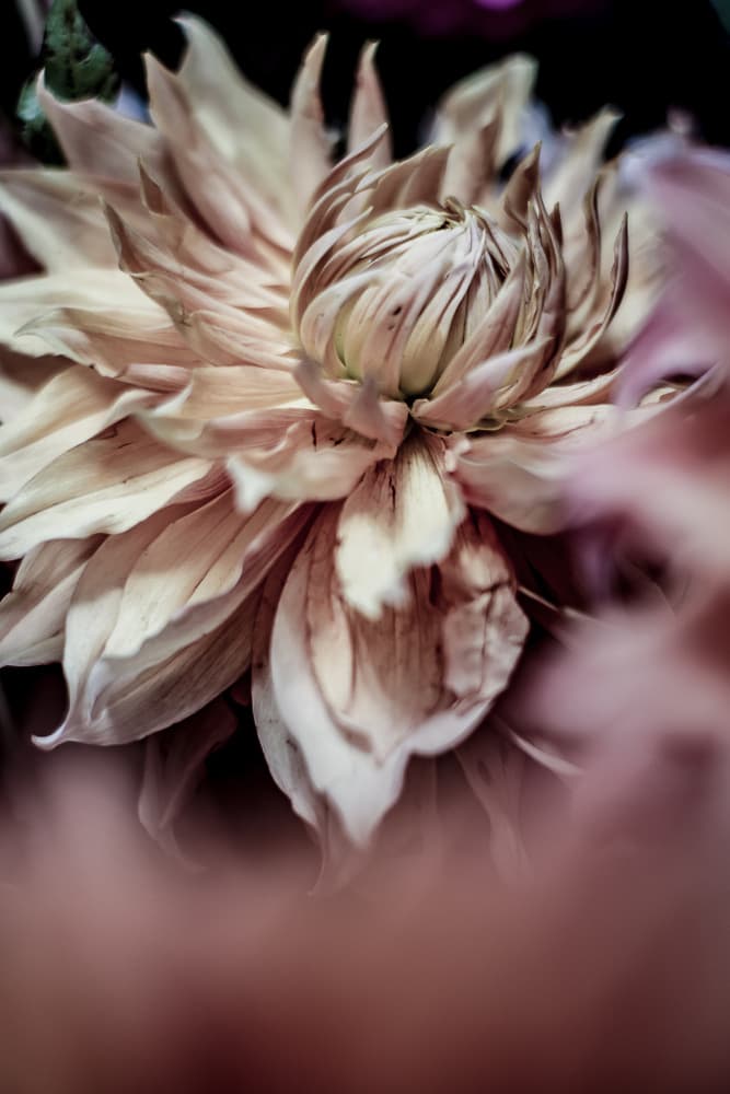 Blossom Whispers by Shot by Clint — canvas wall art