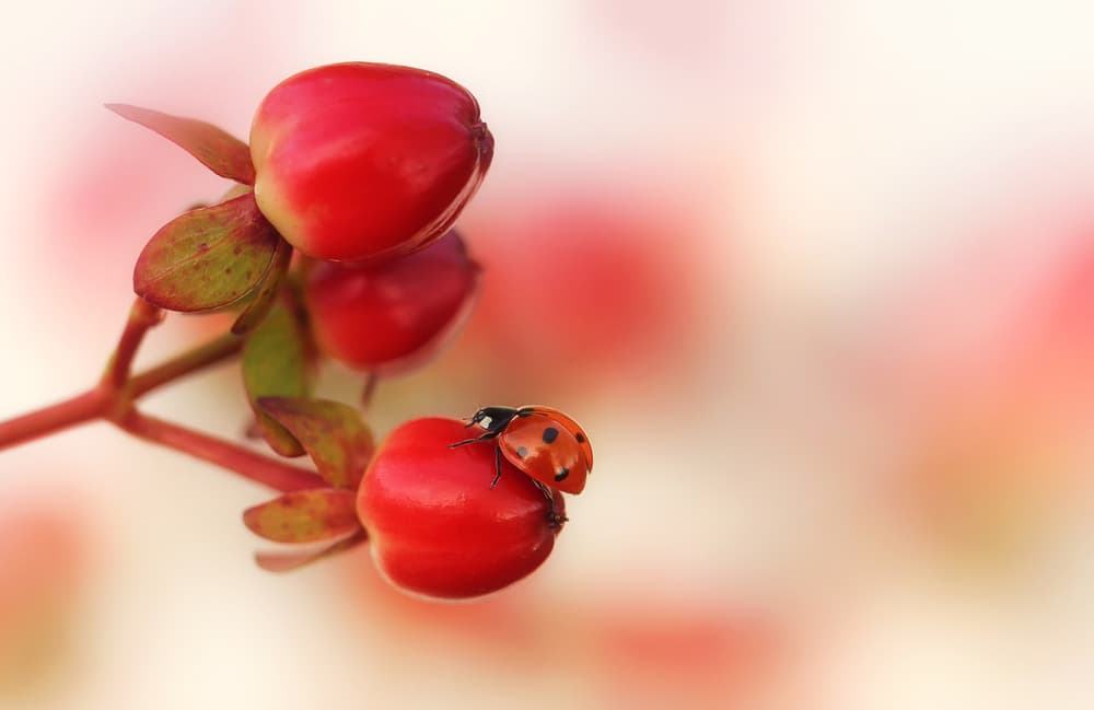Ladybug on Red Berries by Ellen van Deelen — canvas wall art