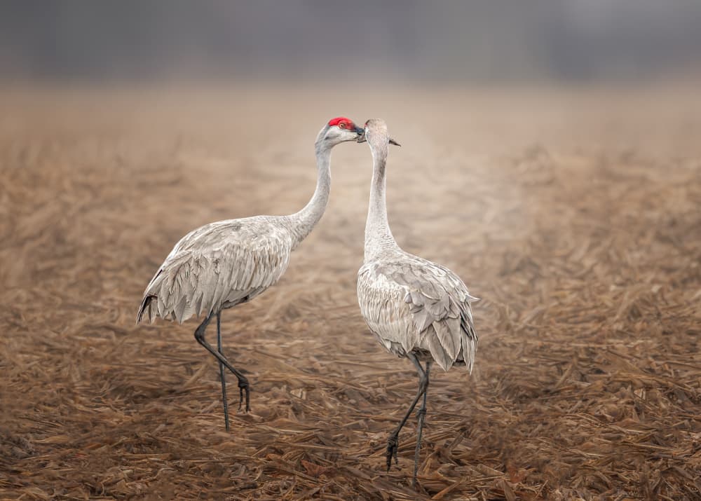 Tender Crane Kiss by Jennifer Chen APA — canvas wall art